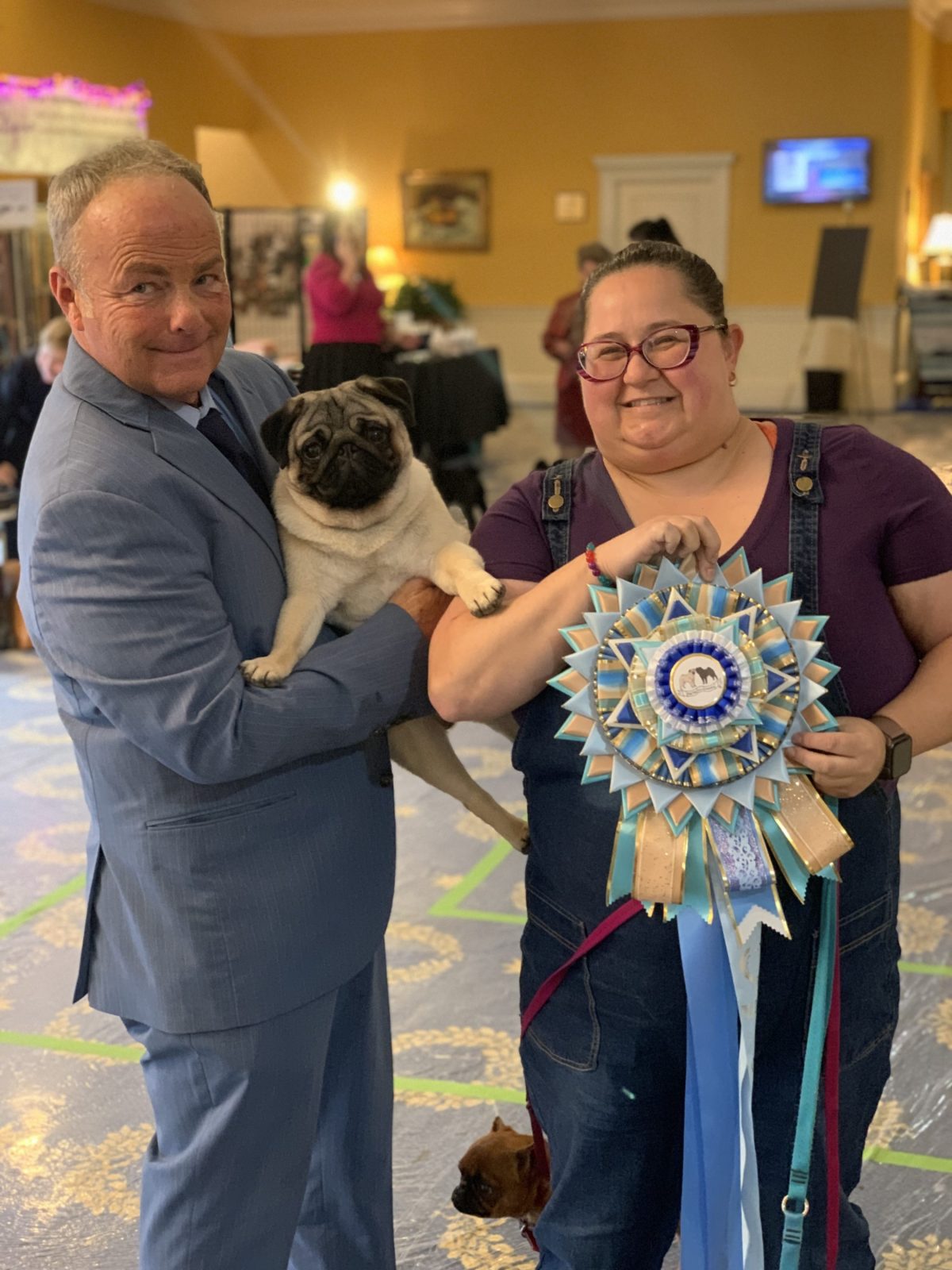 Photo of GCH Casa Blanca’s Supernova, a Fawn Pug.