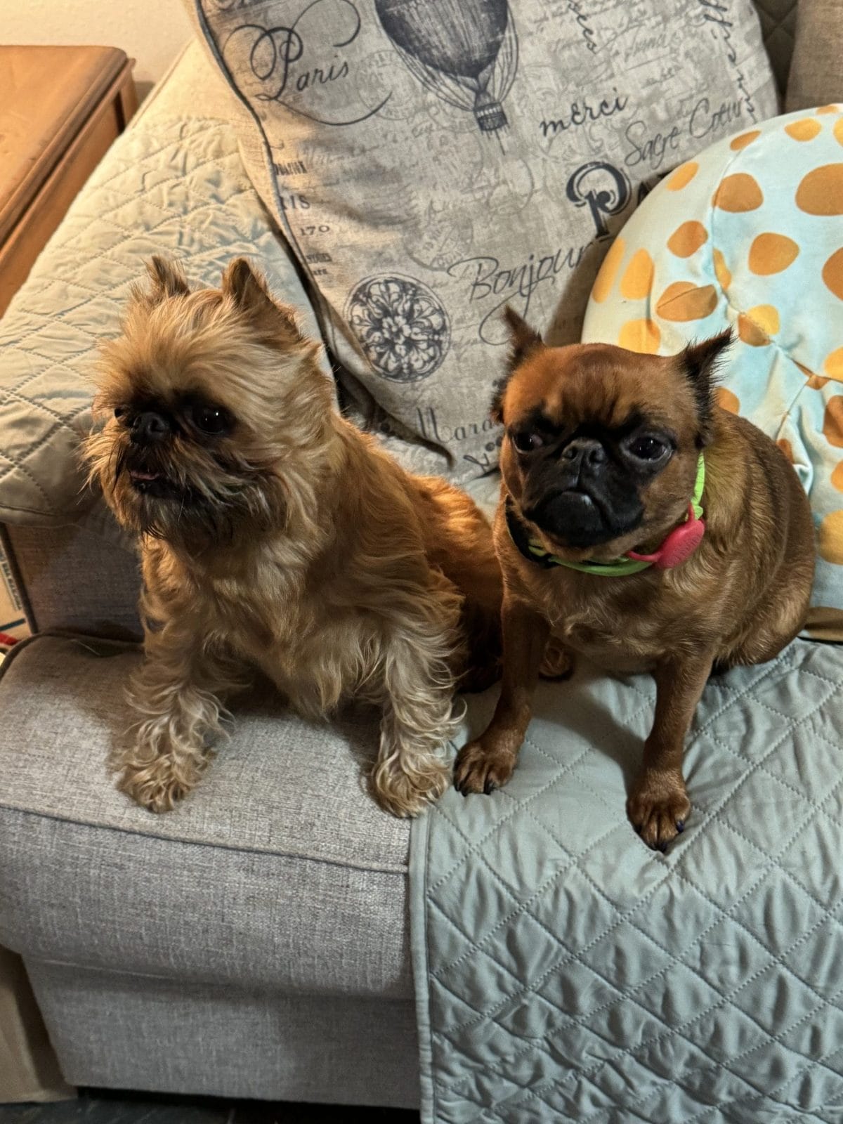 Photo of Ch BobCat & Wishing Well’s Hold the Pickles, a Red Brussels Griffon.
