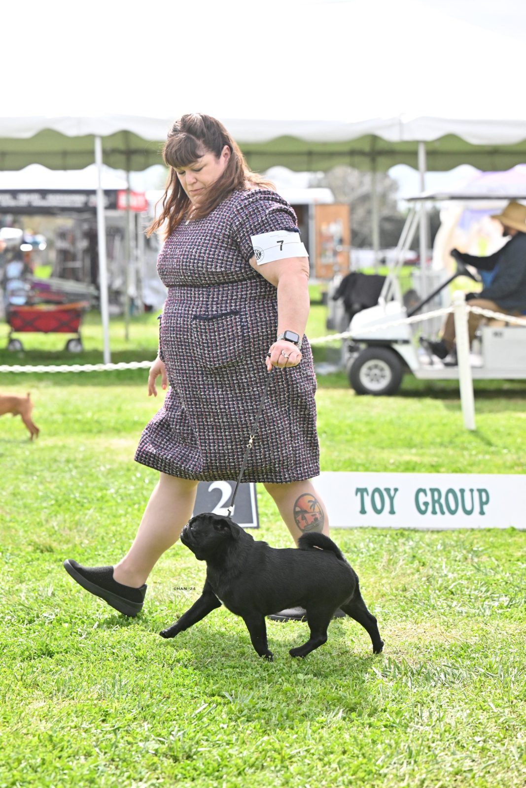 Photo of CH Waski Sapobledor Miles of Smiles With Garnet, a Black Pug.