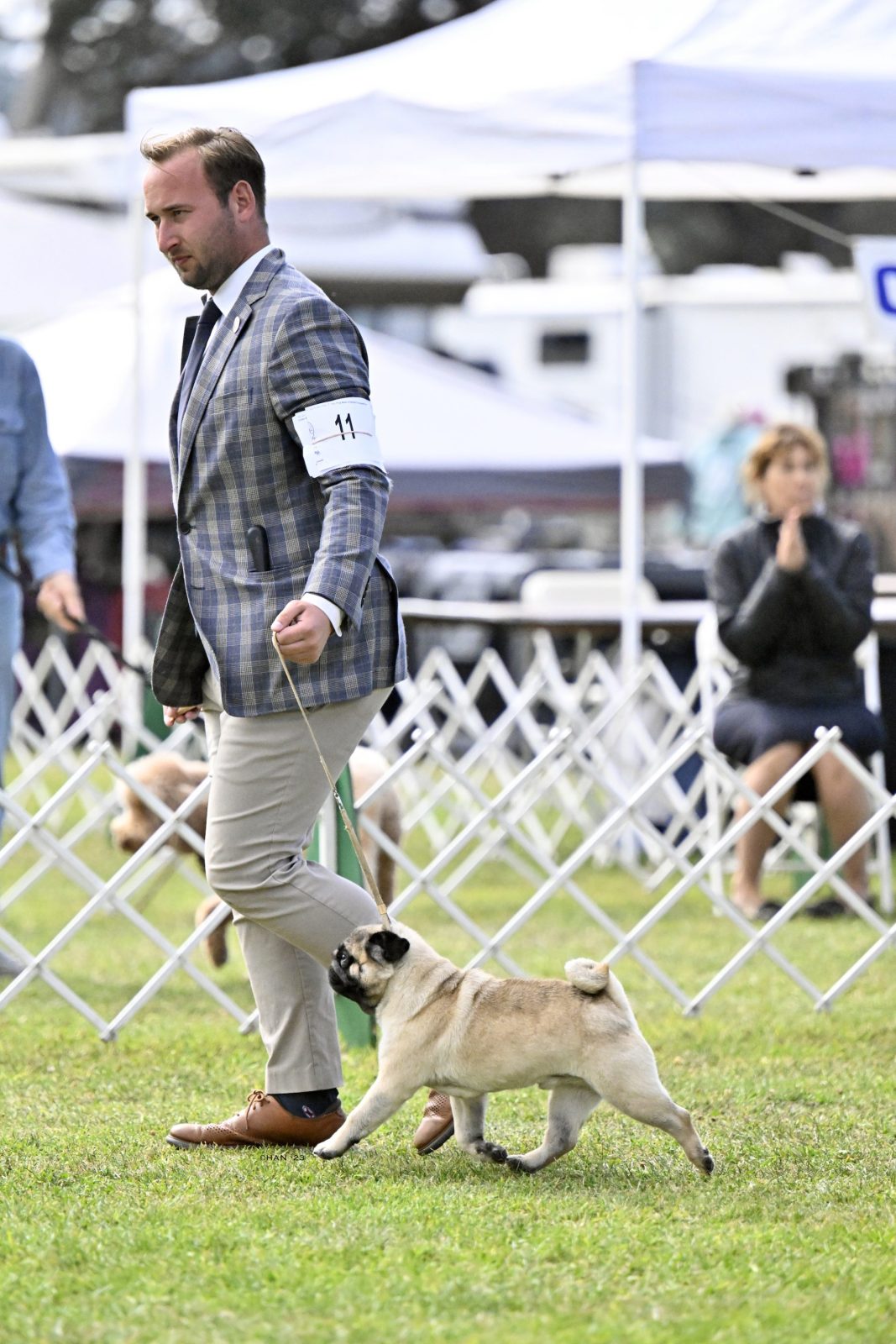 Photo of CH Mianda’s Bud Wiser, a Fawn Pug.