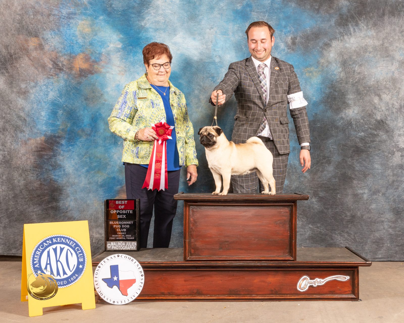 Photo of GCHS Andi Gotta Catch ‘Em All, a Fawn Pug.