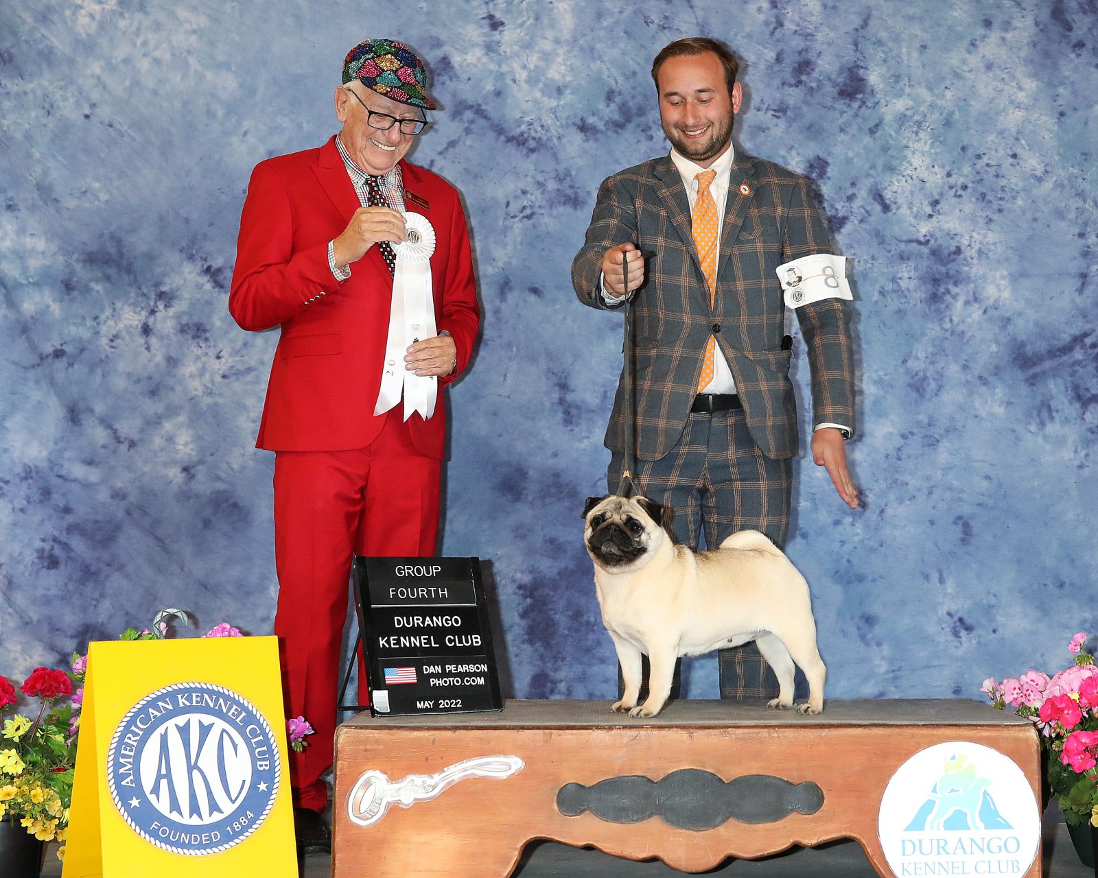 Photo of GCHS Andi Gotta Catch ‘Em All, a Fawn Pug.