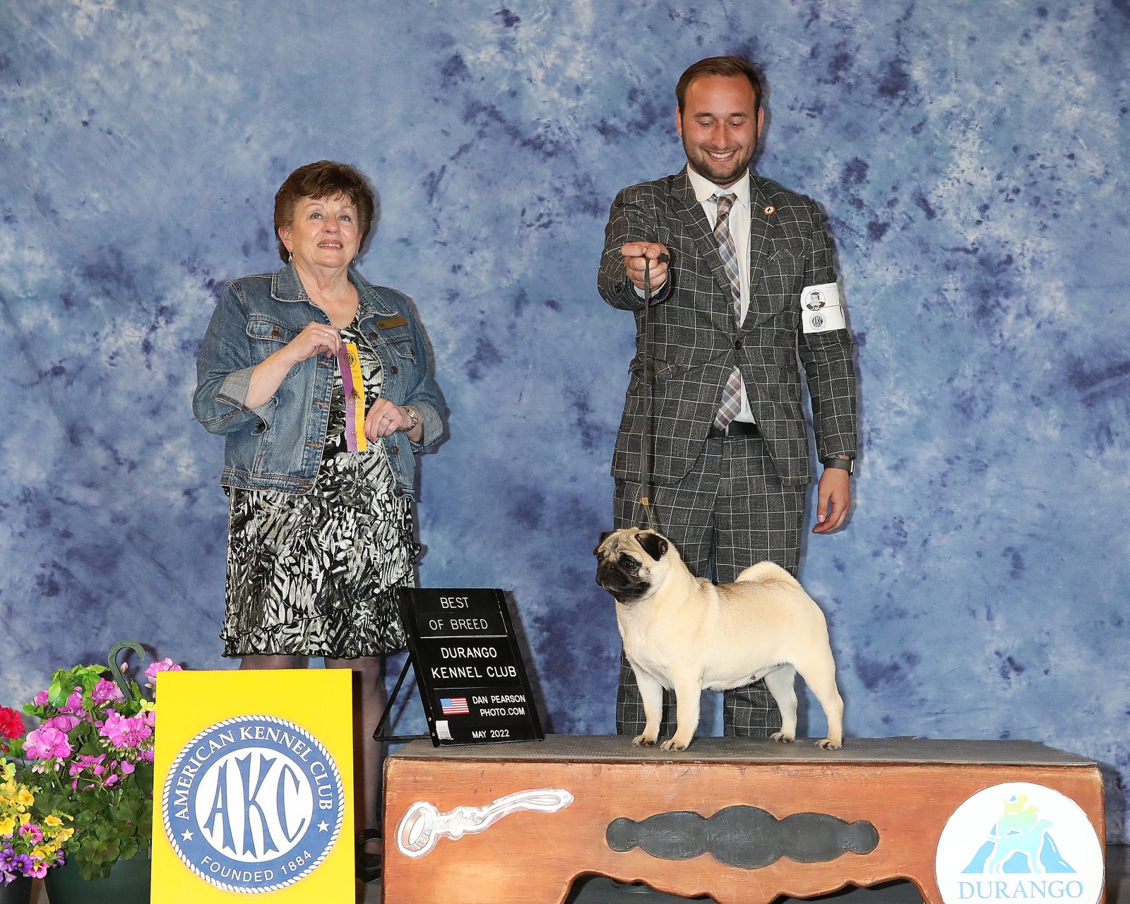 Photo of GCHS Andi Gotta Catch ‘Em All, a Fawn Pug.