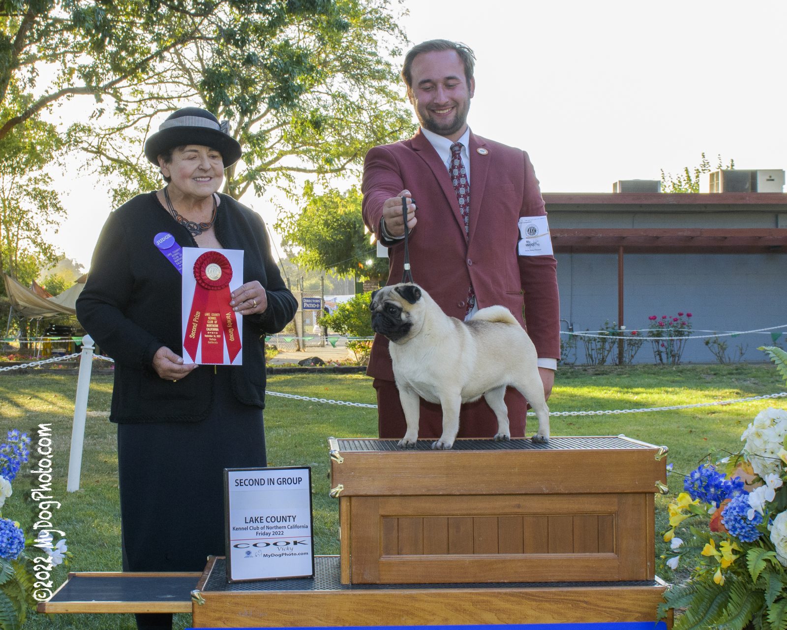 Photo of GCHS Andi Gotta Catch ‘Em All, a Fawn Pug.