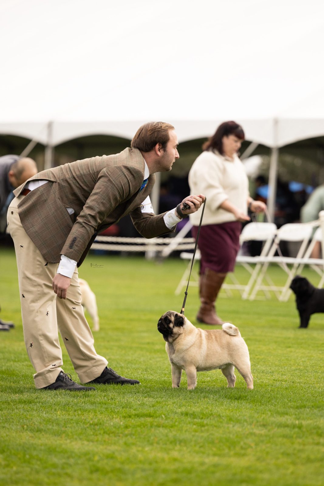 Photo of CH Mianda’s Bud Wiser, a Fawn Pug.