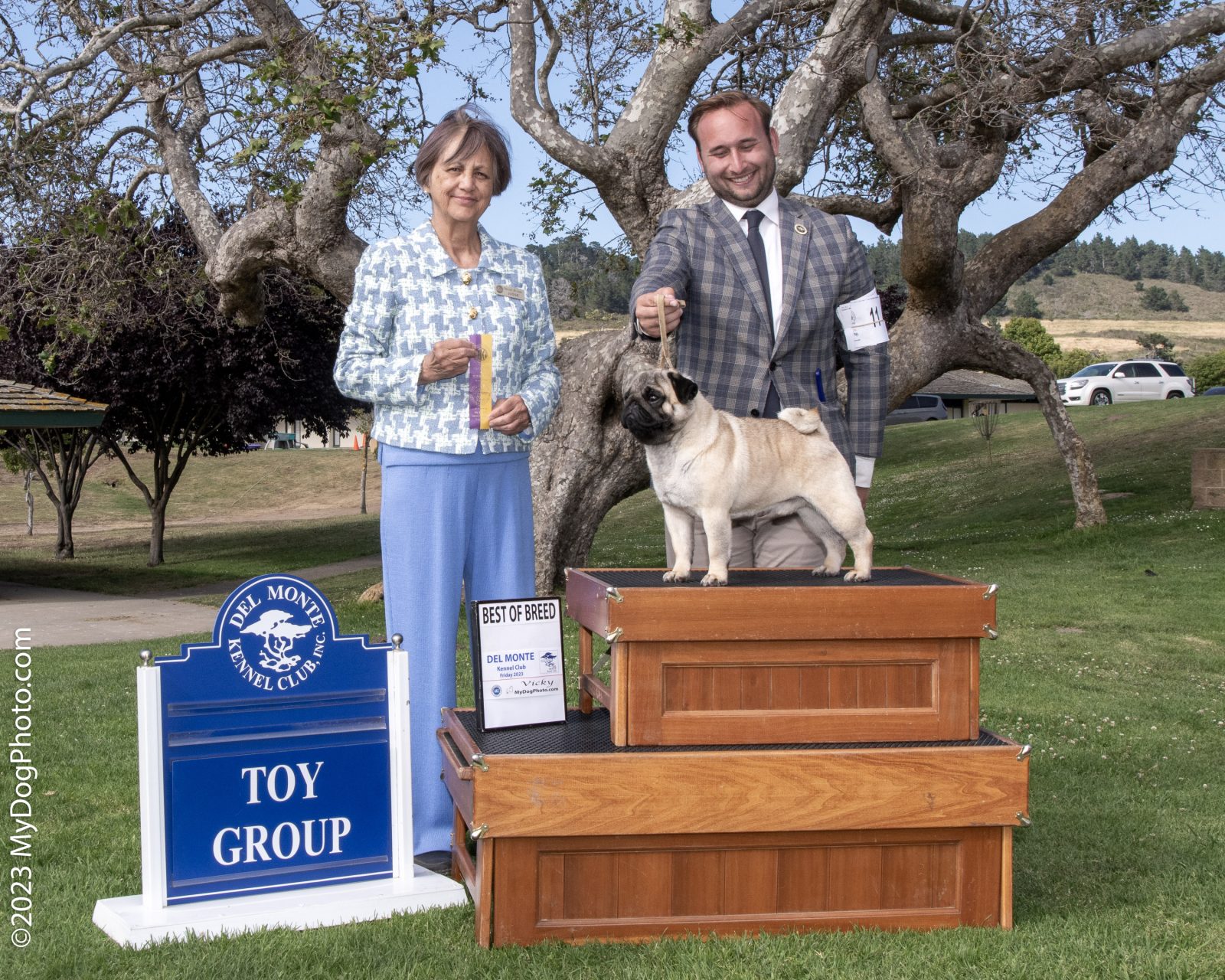Photo of CH Mianda’s Bud Wiser, a Fawn Pug.