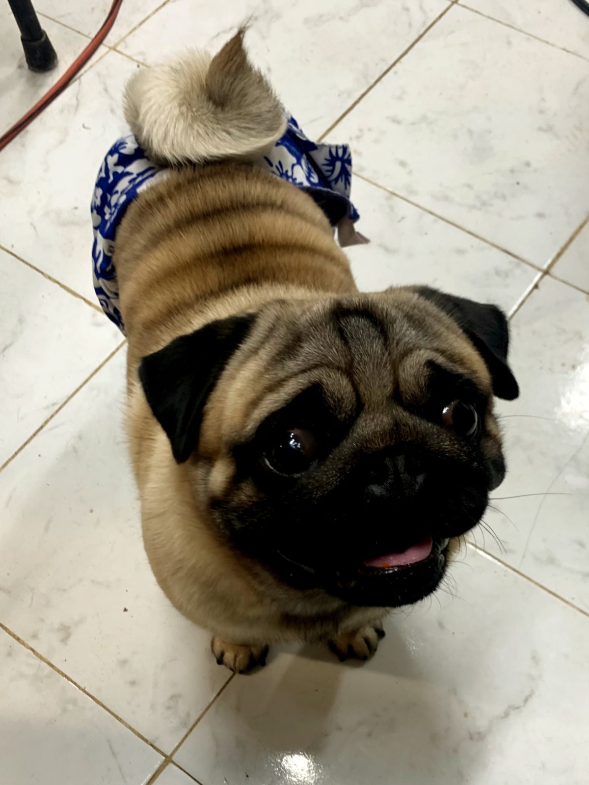Photo of CH Mianda’s Bud Wiser, a Fawn Pug.