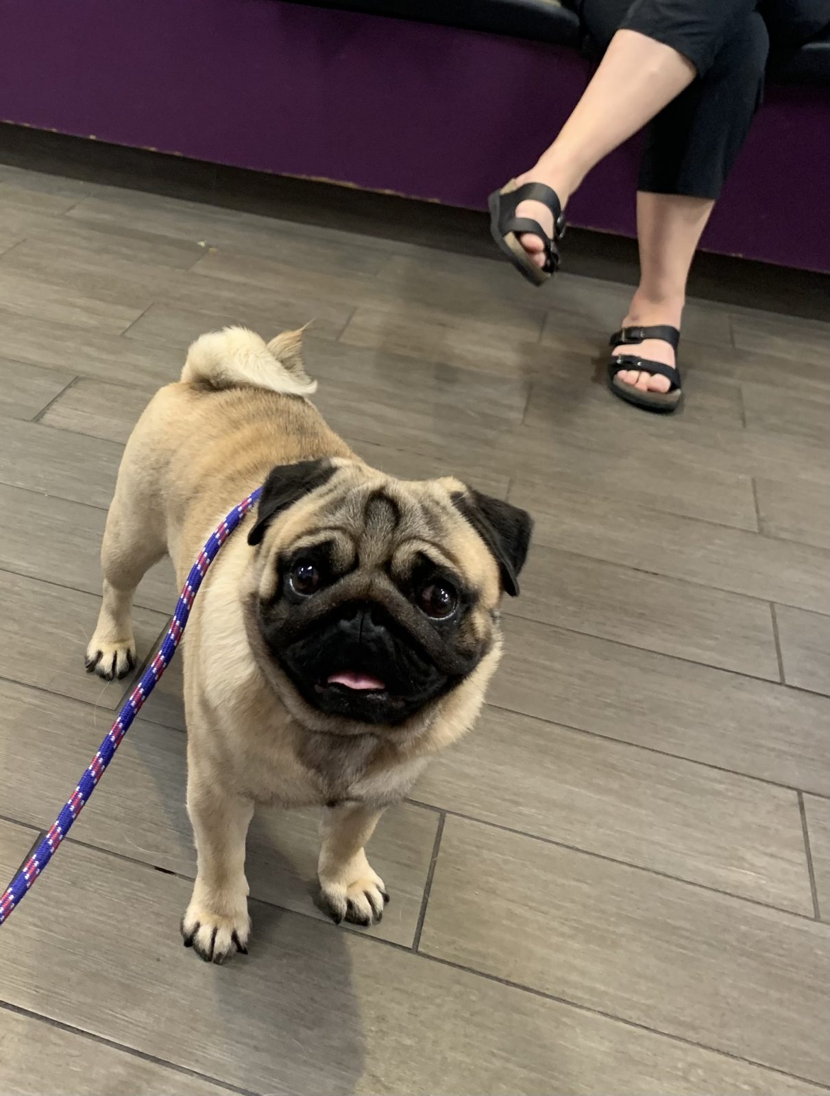 Photo of CH Mianda’s Bud Wiser, a Fawn Pug.