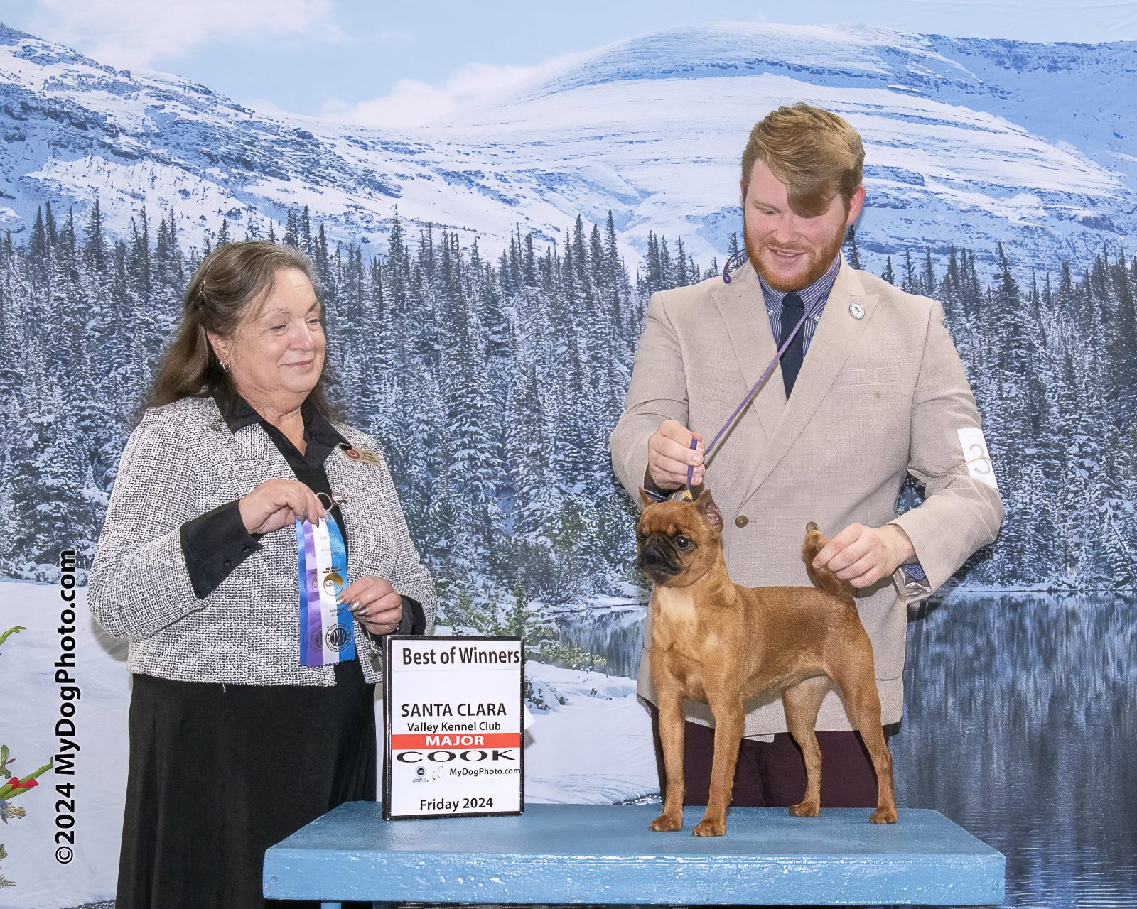 Photo of GCh Charming’s Made You Look, a Fawn Brussels Griffon.