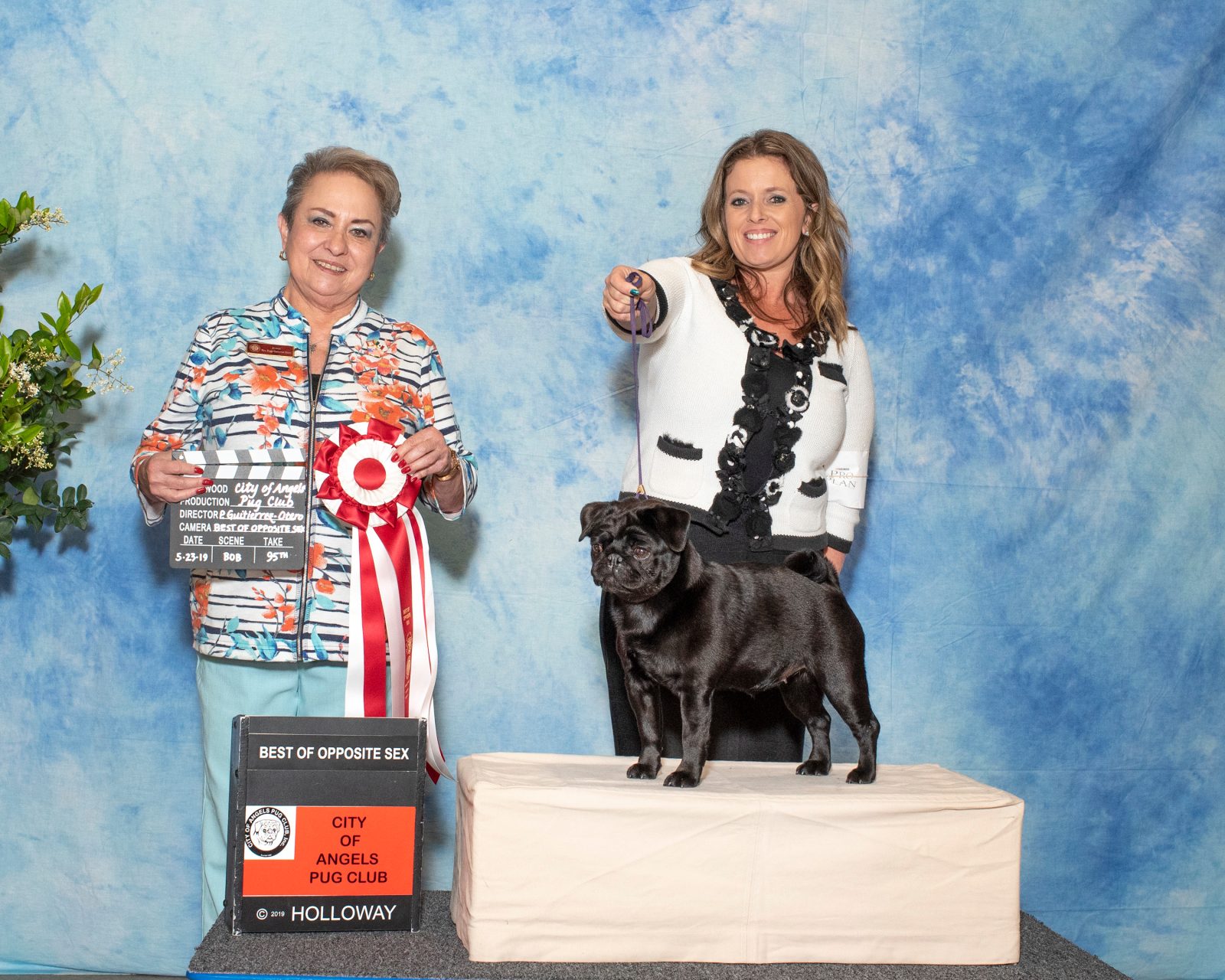 Photo of GCH Plushy’s Night Ember for Waski, a Pug.