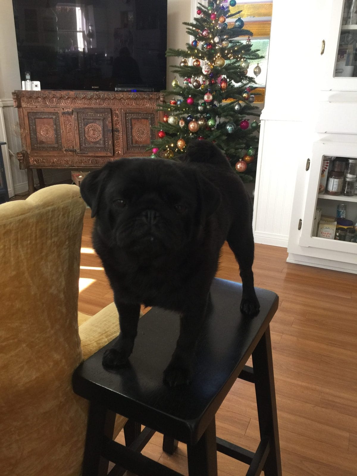 Photo of GCH Waski’s Pop Tart, a  Pug.