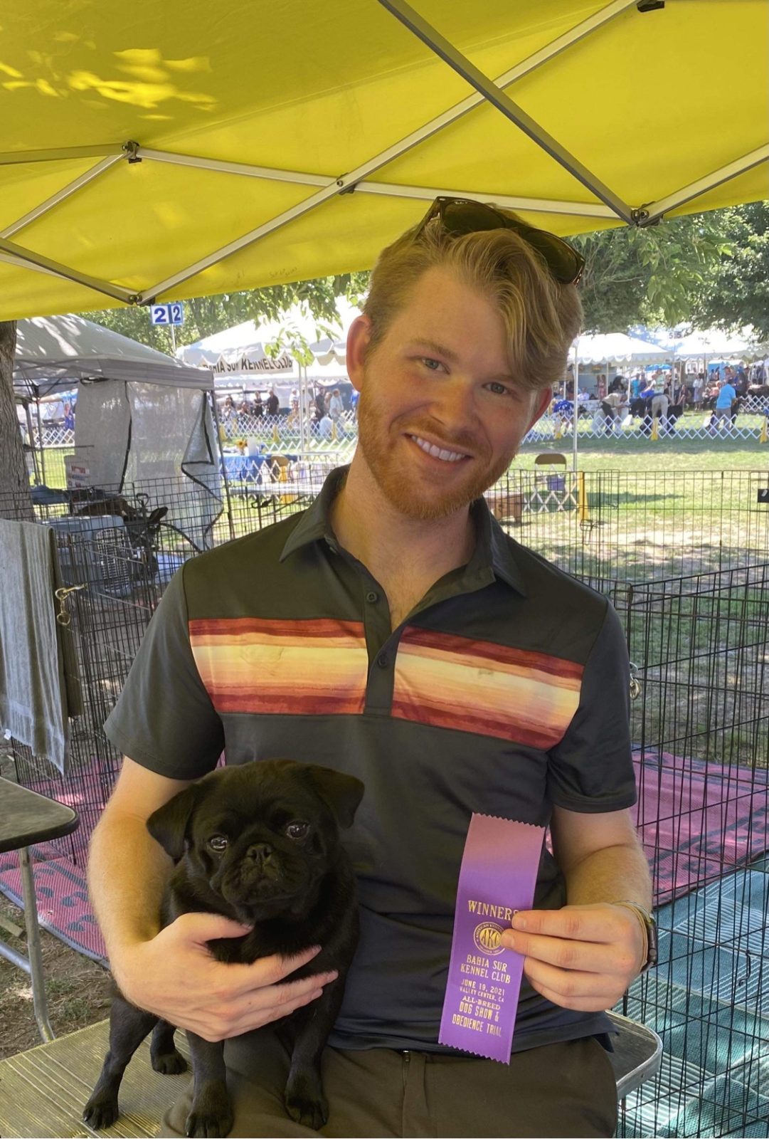 Photo of GCH Waski’s Pop Tart, a  Pug.