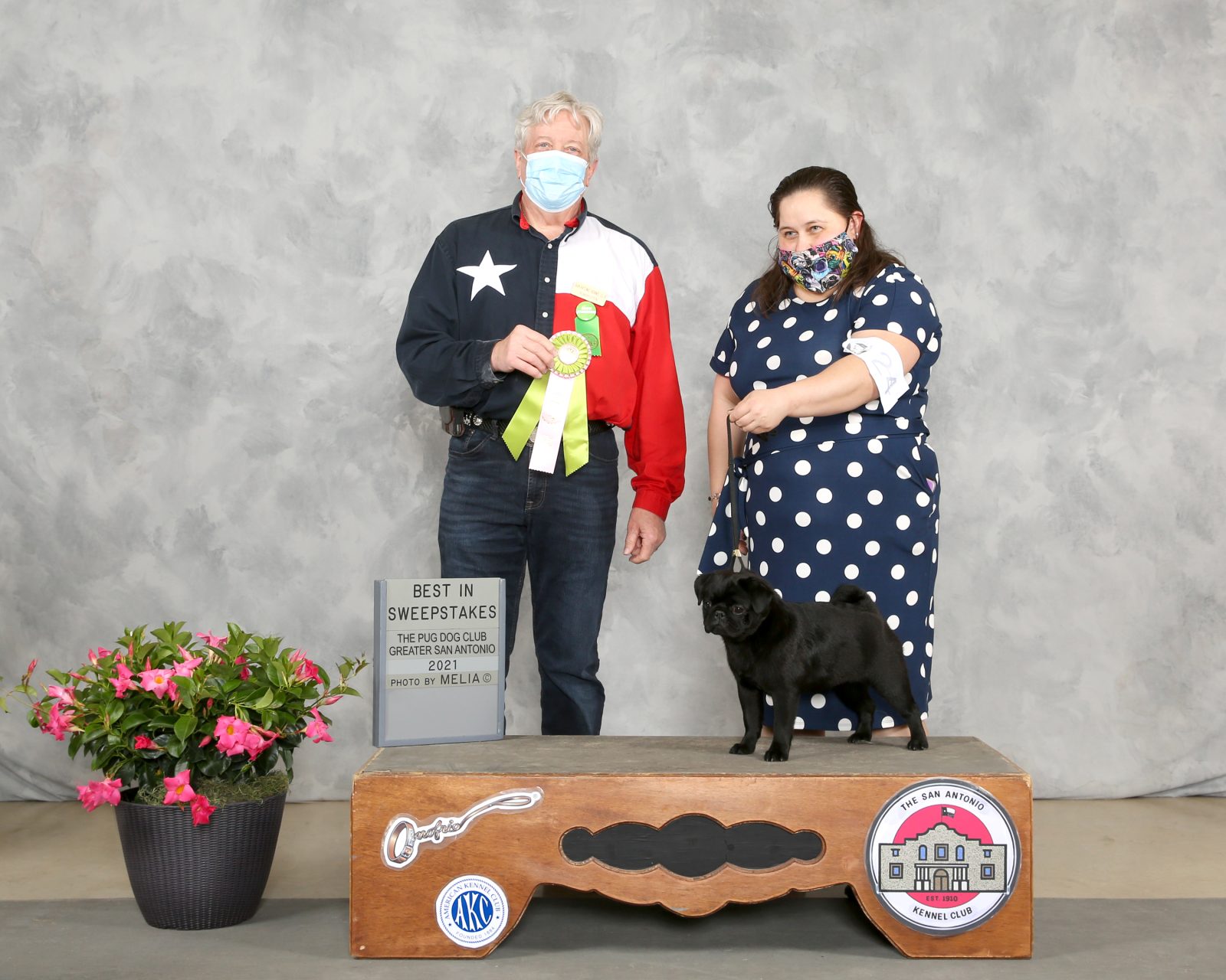 Photo of GCH Waski’s Pop Tart, a  Pug.