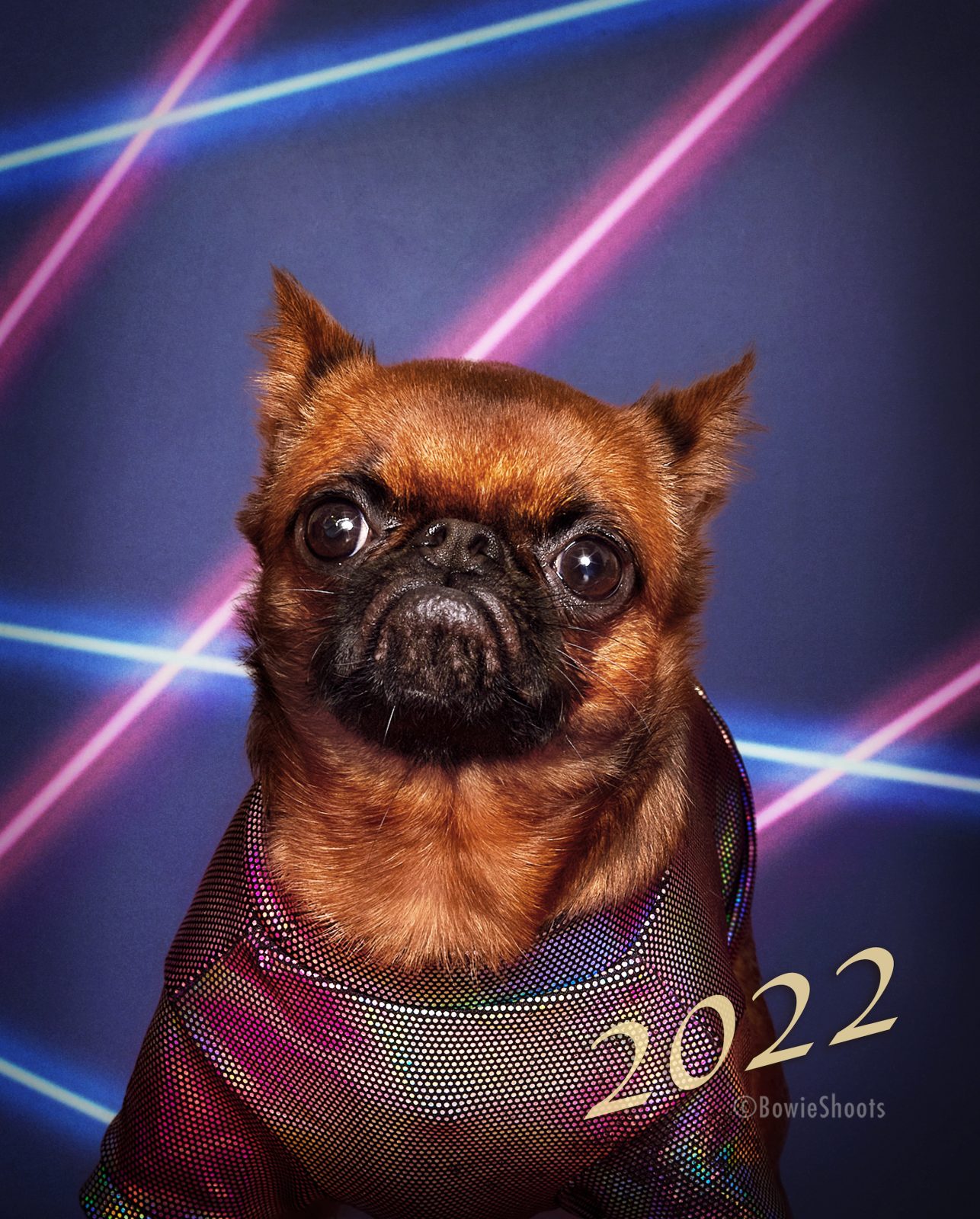 Photo of CH Waski Smothered in Relish, a  Brussels Griffon.