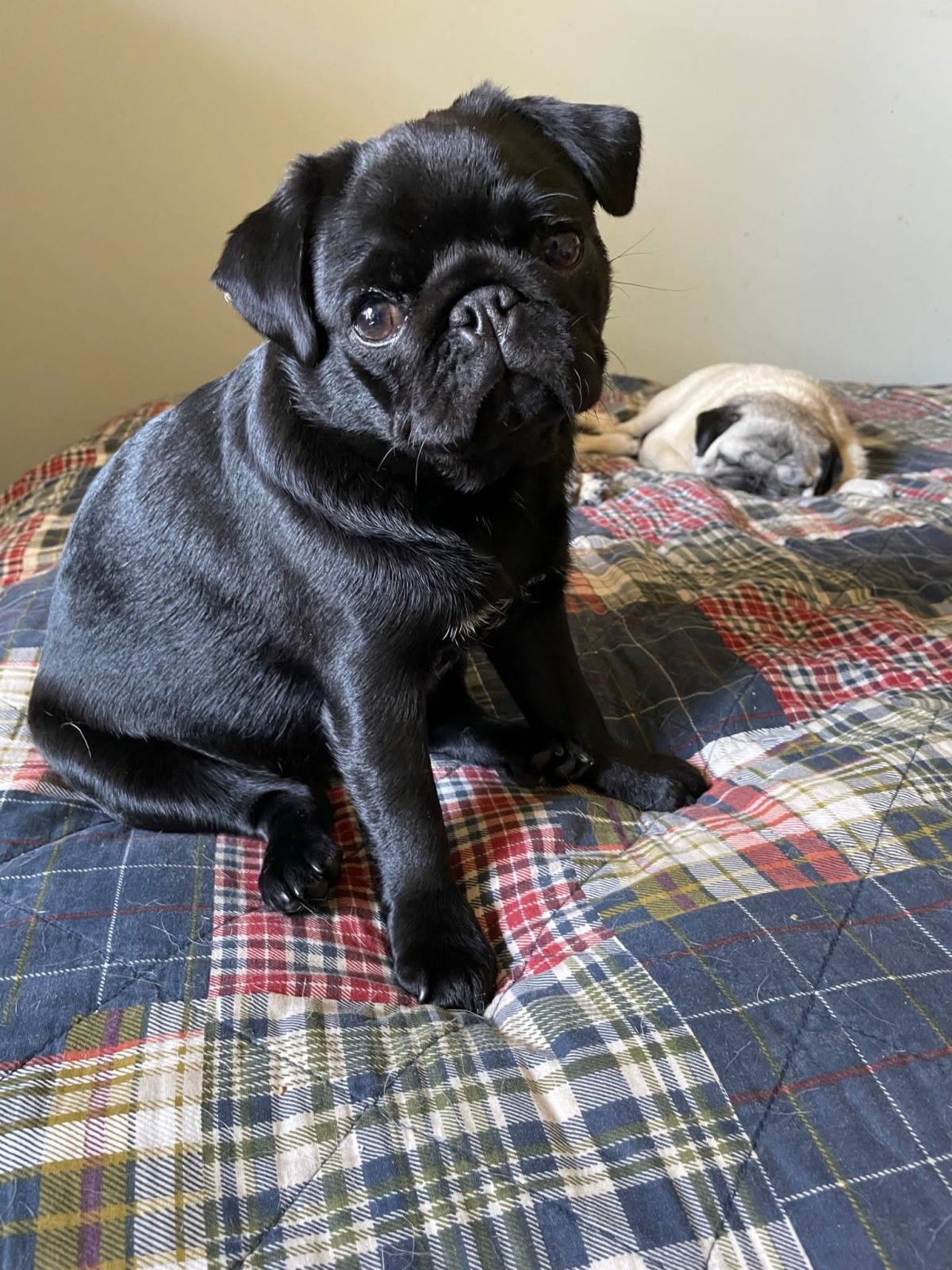 Photo of Waski Toaster Strudel for Frisco, a Black Pug.