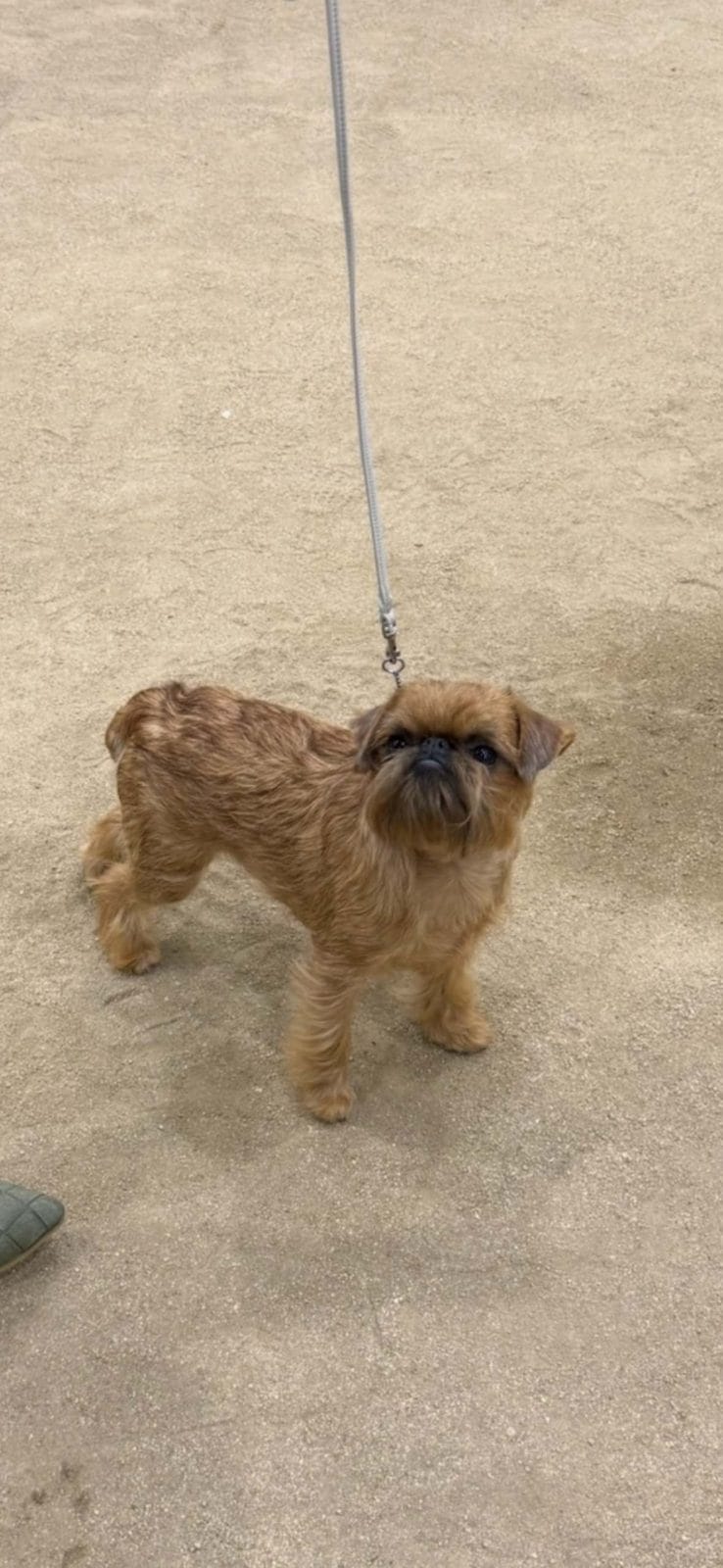 Photo of Champion Waski Rooster Sauce “Sriracha”, a Red Brussels Griffon.